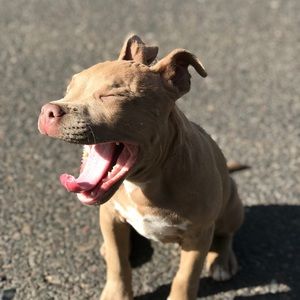 Meet your Posher, Emil